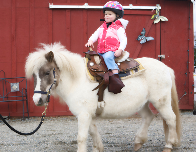 Pony Rent Rent A Pony - Vancouver Pony Party Rentals & Rides - Gallery