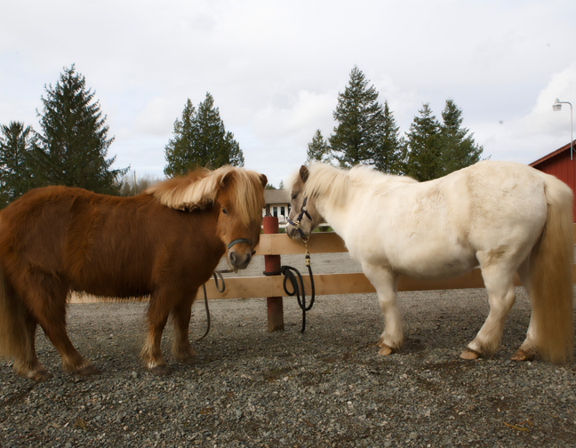 Pony Rent Rent A Pony - Vancouver Pony Party Rentals & Rides - Gallery