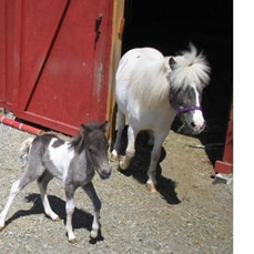 Pony Rent Rent A Pony - Vancouver Pony Party Rentals & Rides - Gallery